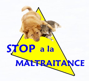 http://lamaltraitanceanimale.wifeo.com/images/s/sto/stop-a-la-maltraitance-animale-2.JPG